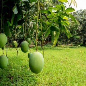 malda mango from bhagalpur